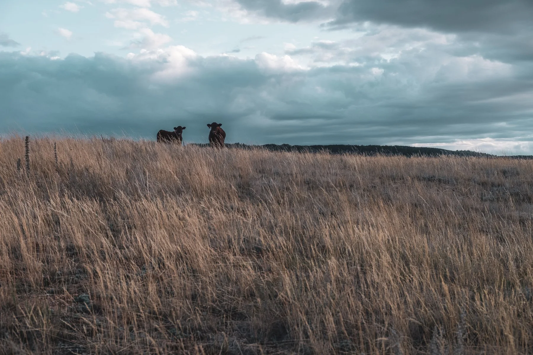 Wildlife standing in tall grass beneath a cloudy Wyoming sky